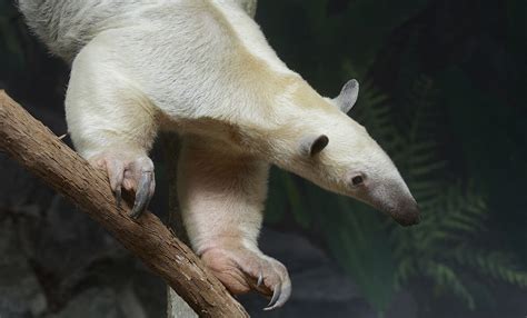 Southern tamandua | Smithsonian's National Zoo and Conservation Biology ...