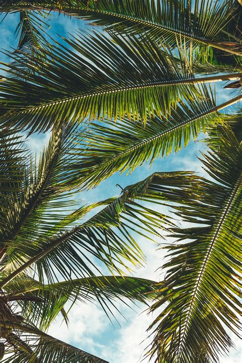 20+ Palm Tree Pictures [HD] | Download Free Images on Unsplash