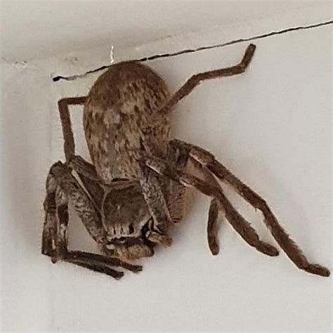 Giant Huntsman Huntsman Spider - Meanwhile In Australia Too Cool Giant ...