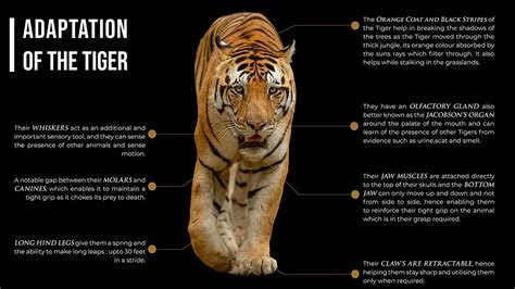 Project Tiger In India | All About Tiger Conservation