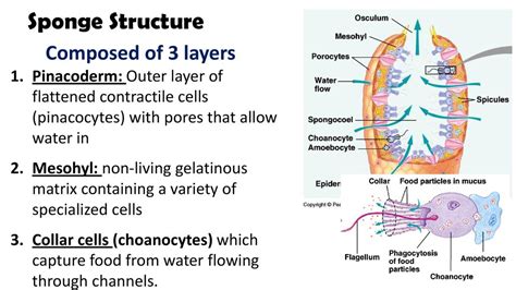 Phylum Porifera. - ppt download