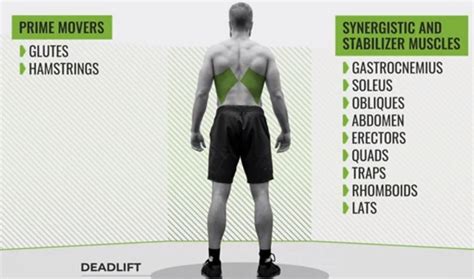 Squat Vs Deadlift: Which Is Better for Strength, Mass, and Power? - BarBend