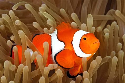 What Clownfish Is Best For My Aquarium? | Beginners Education | AlgaeBarn