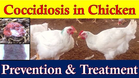 Coccidiosis in Chickens | Coccidiosis Symptoms, Prevention & Treatment ...