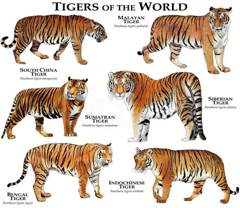 Tigers of the World Poster Print | Etsy in 2022 | Indochinese tiger ...