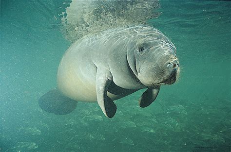 Florida Manatee - Marine Mammal Commission