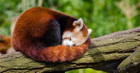 Red Panda Sleeping on Tree Branch · Free Stock Photo