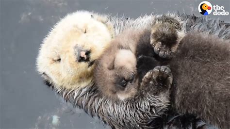 Otter Moms Really Love Their Babies 📺 The Dodo | Baby sea otters, Baby ...