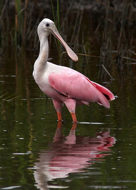 Roseate Spoonbills