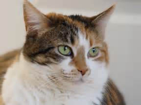 File:Calico tabby cat - Savannah.jpg - Wikipedia