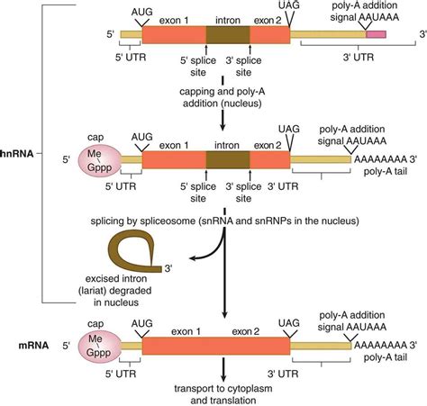 IMP Posttranscriptional Processing (hnRNA -> mRNA) | Biology, Mcat ...