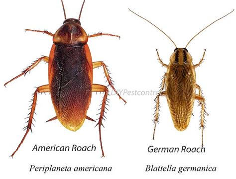 How to Get Rid of Roaches Once & For All - DIY Pest Control