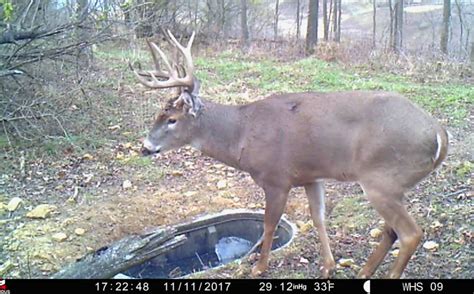 Top 5 Off Season Whitetail Habitat Improvements | Whitetail Habitat ...