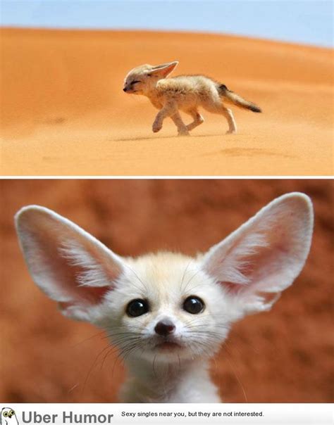 Baby Fennec fox with ears larger than life | Funny Pictures, Quotes ...