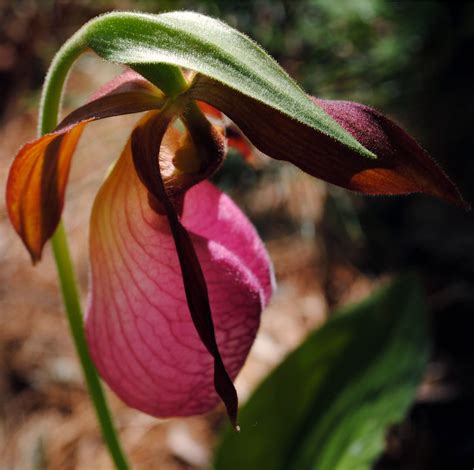 LADY SLIPPERS PLANTS : SLIPPERS PLANTS - BACK OF THE NAPKIN