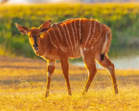 Sitatunga - Facts, Diet, Habitat & Pictures on Animalia.bio