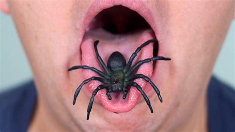 Spider Picture Spiders Could Theoretically Eat Every Human On Earth In ...