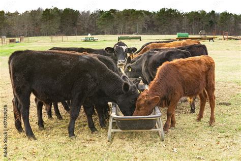 Cows eating grain from a trough in a field during autumn Stock Photo ...