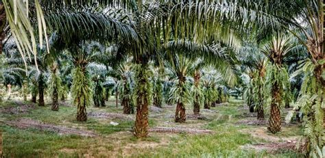 Kebun Kelapa