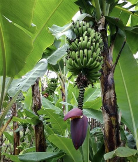 Will banana tree grow fruit more than once? - Gardening & Landscaping ...