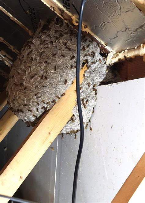 Removal Of Wasp Nest Near Me - Photos