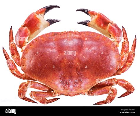 Cooked brown crab or edible crab isolated on the white background Stock ...