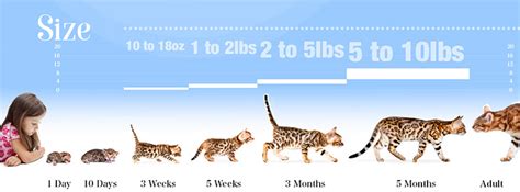 How Big Will a Full Grown Bengal Cat Be?| BengalCats.co