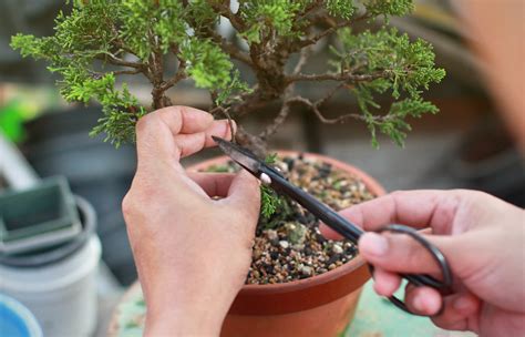 Bonsai | San Diego Zoo Animals & Plants