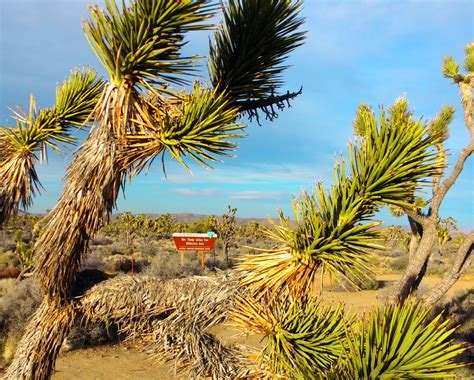 Hollow Mantras: The all knowing JOSHUA TREES of Nevada