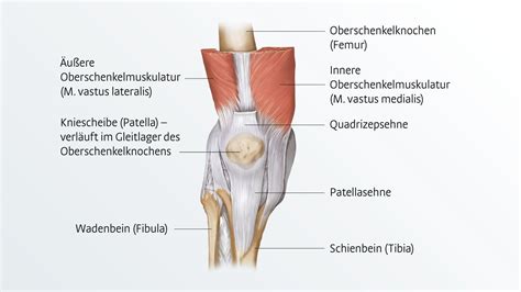 Patellar luxation - causes, diagnosis and treatment