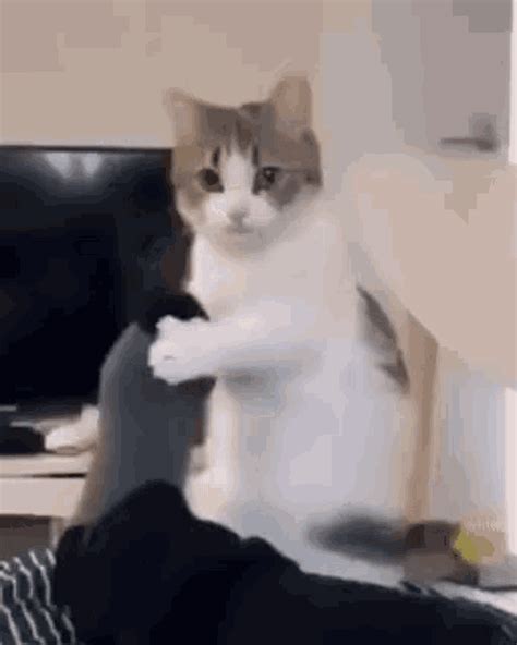 Cat Shaking GIF - Cat Shaking Leg - Discover & Share GIFs