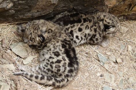 7 Essential Facts About Snow Leopard Cubs - Snow Leopard Trust