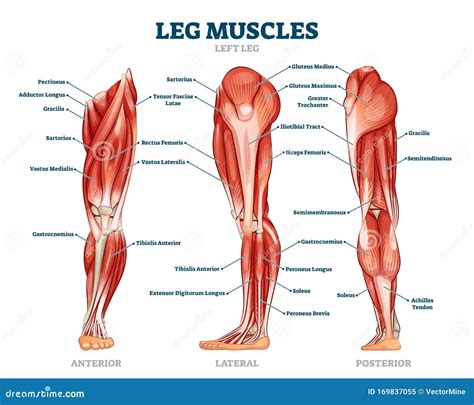 Leg Muscles Diagram : Muscles Of The Leg Anterior Lateral Posterior ...