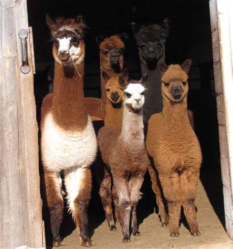 2020 Alpaca Farm Day Cancellation Notice – GracefulGlenAlpacas, LLC