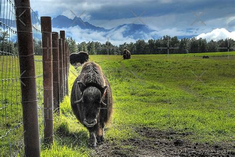 "Musk Ox Farm - Palmer, Alaska " by Dyle Warren | Redbubble