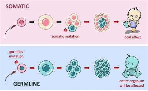 Mutation Outcomes