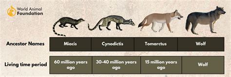 Domestication Of Dogs: From Wolves To Our Canine Companions