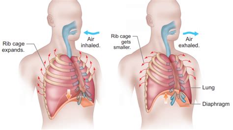 Mechanism of breathing and its neural regulation - Online Science Notes