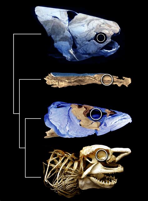 Ancient fossil may rewrite fish family tree | Science | AAAS