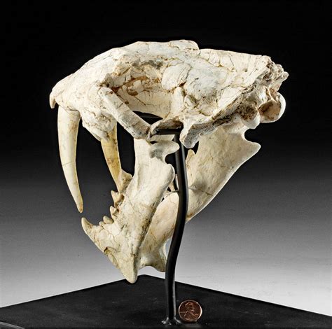 Rare Fossilized Megantereon Sabertooth Cat Skull for sale at auction on ...