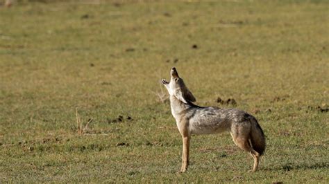 Howling African Golden Wolf - Graham Boulnois