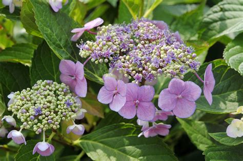 How to Grow and Care for Lacecap Hydrangea