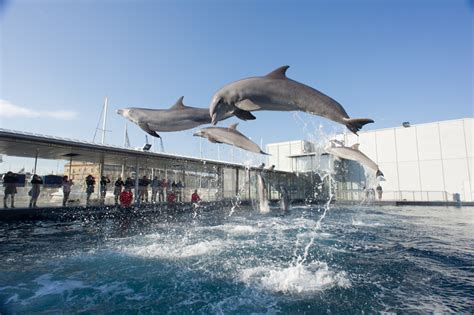 The Ticket for the Genoa Aquarium: Ticket Skip the Line.