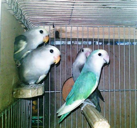 African Lovebirds Breeding