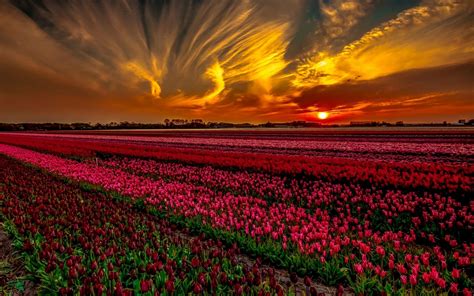 Anime Flower Field ~ Wallpaper Flowers Field Sunrise Maki Red ...