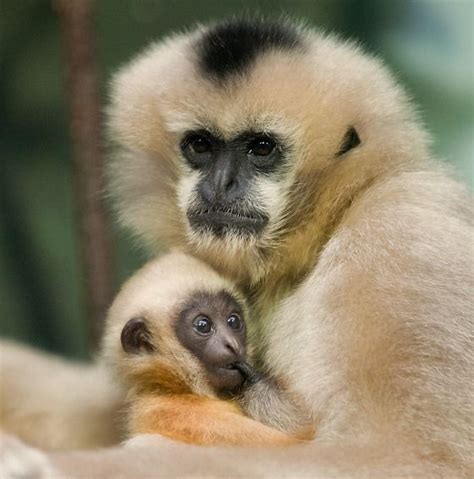 Gibbon baby at Lincoln Park Zoo by John Kortas | Gibbon, Animals, Primates