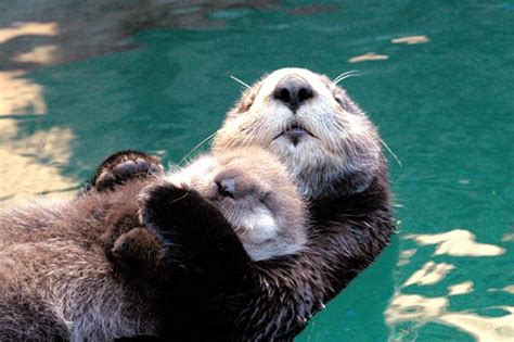 otters - Google Images | Cute animals, Sea otter, Otters