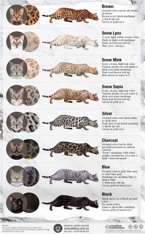 The 8 Types of Bengal Coats | Daily Infographic