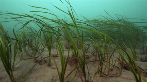 Seagrass Restoration | Ocean Conservation Trust