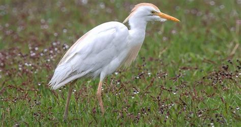 Cattle Egret Identification, All About Birds, Cornell Lab of Ornithology